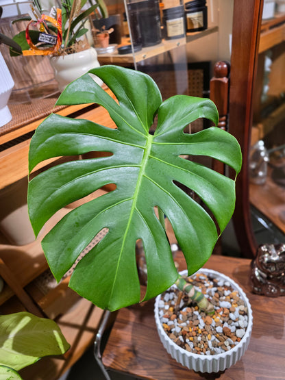 Monstera deliciosa 老樁龜背竹