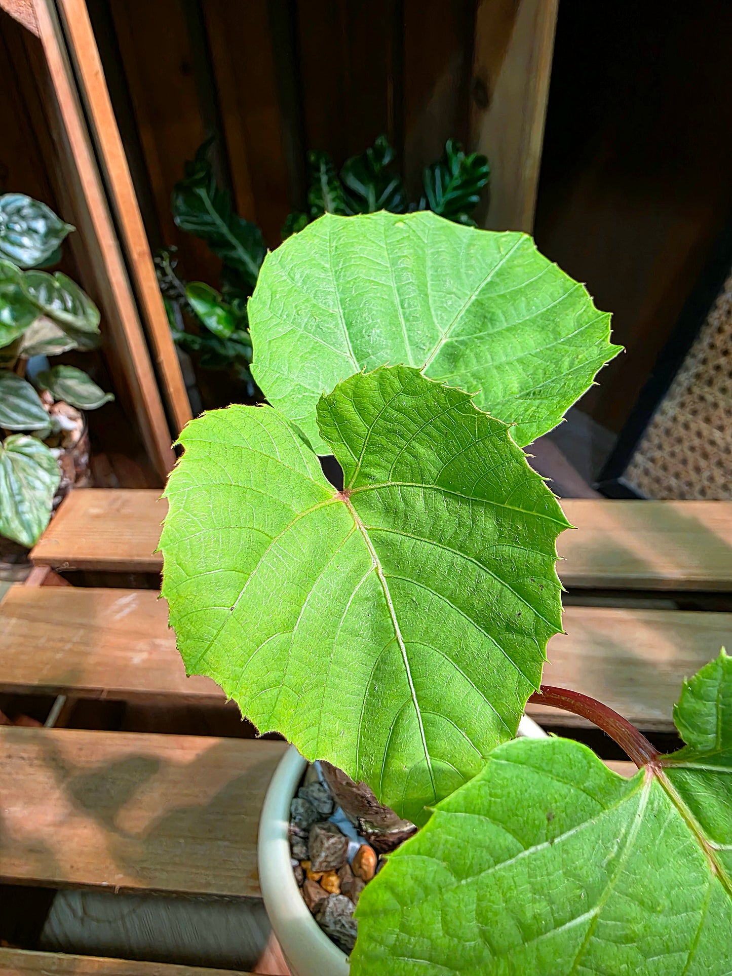 Ampelocissus martini 塊根樹葡萄