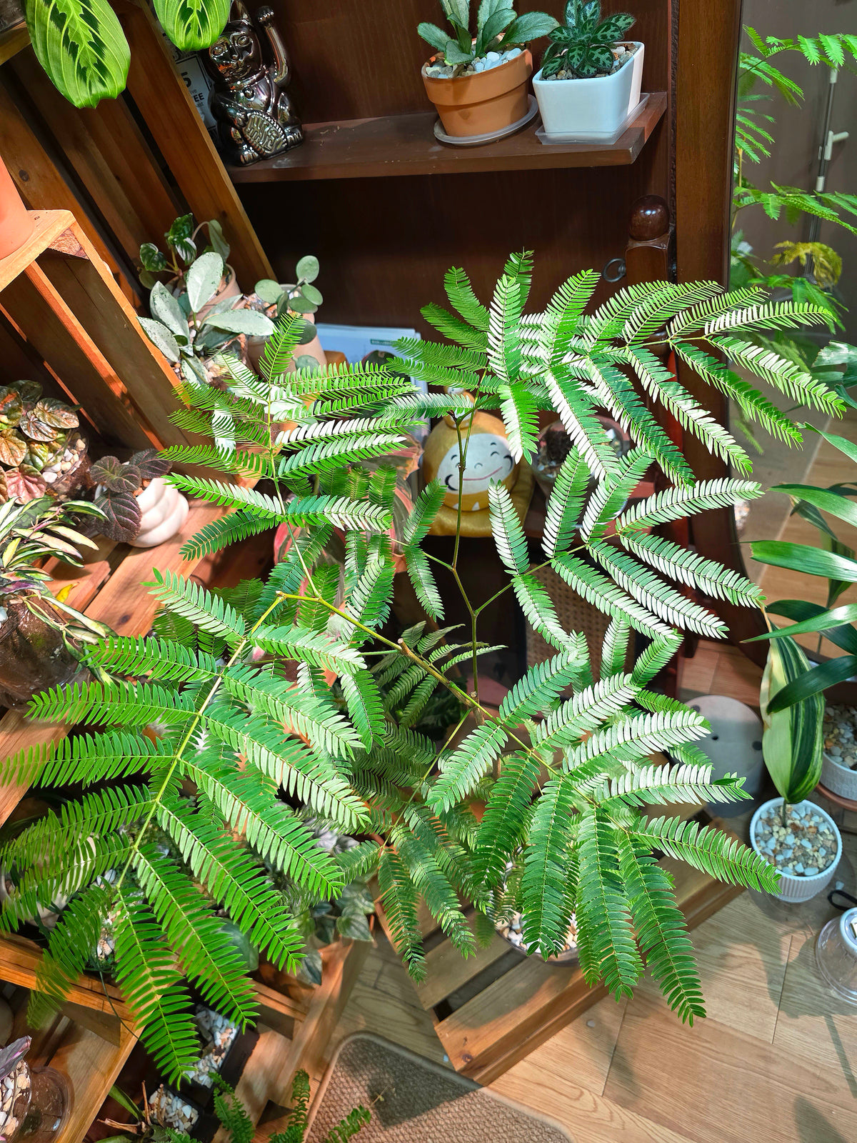 Cojoba arborea 小豆樹