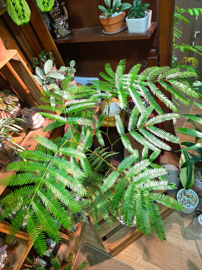 Cojoba arborea (small bean tree)