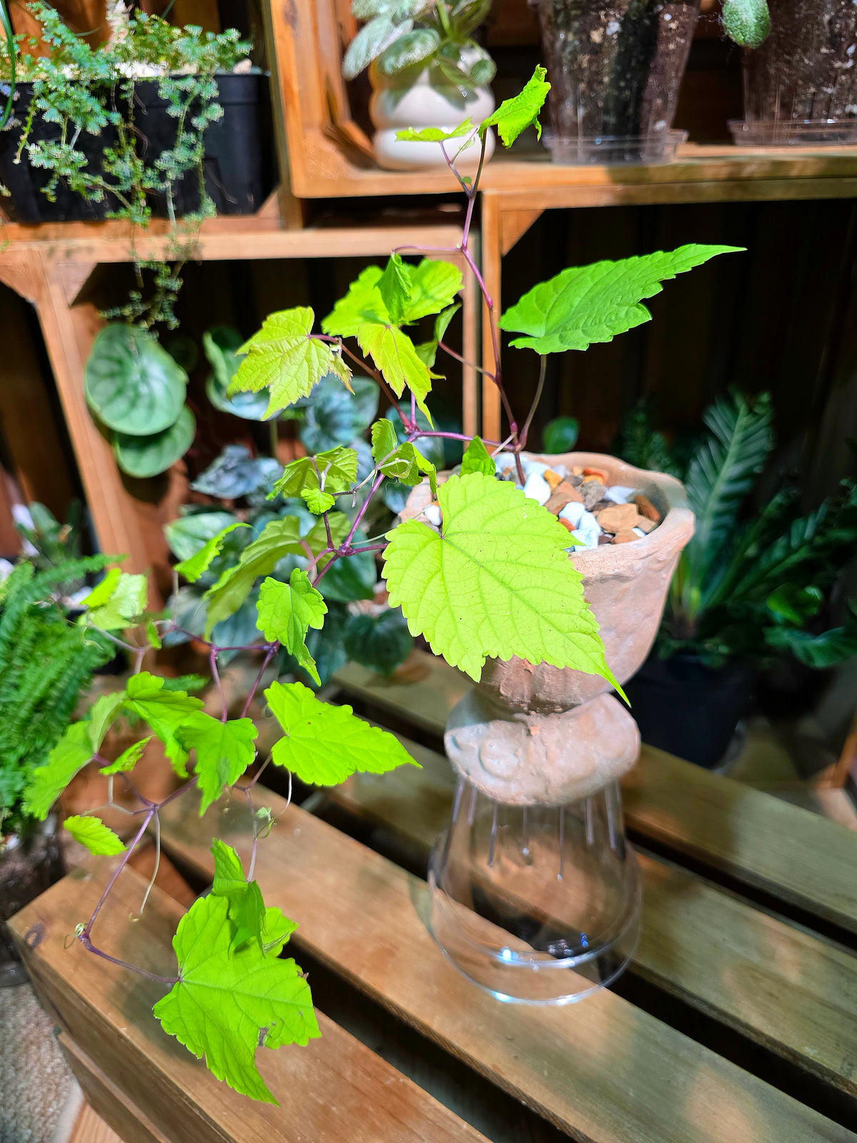 Ampelopsis Humulifolia Bge 金葉蛇葡萄