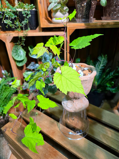 Ampelopsis Humulifolia Bge 金葉蛇葡萄