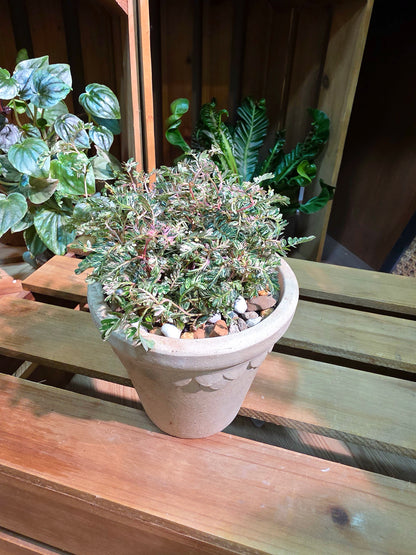Phyllanthus urinaria variegated pink 粉斑葉下珠