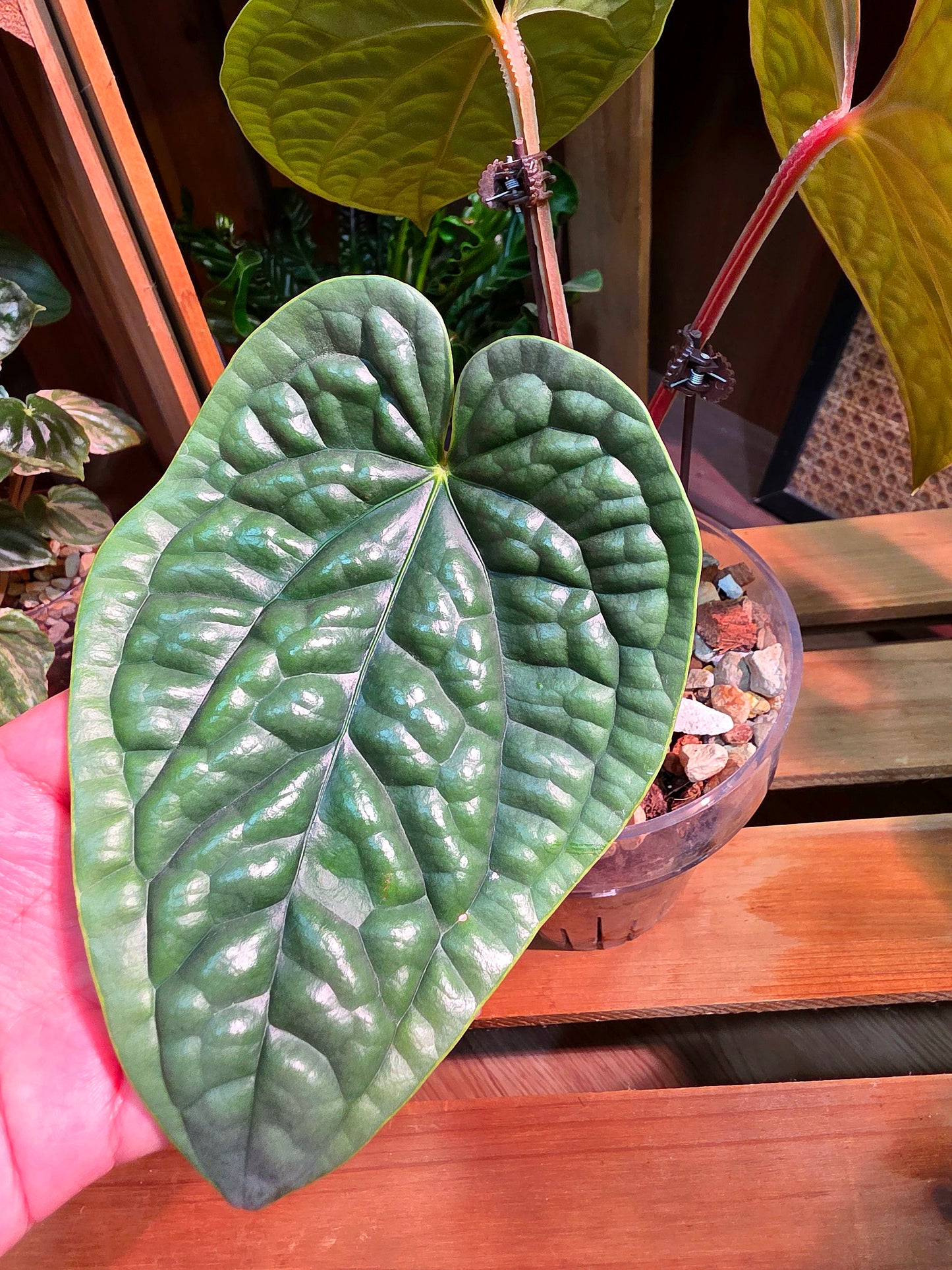 Anthurium luxurians platinum