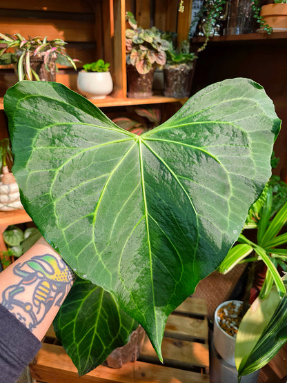 Anthurium Delta Force