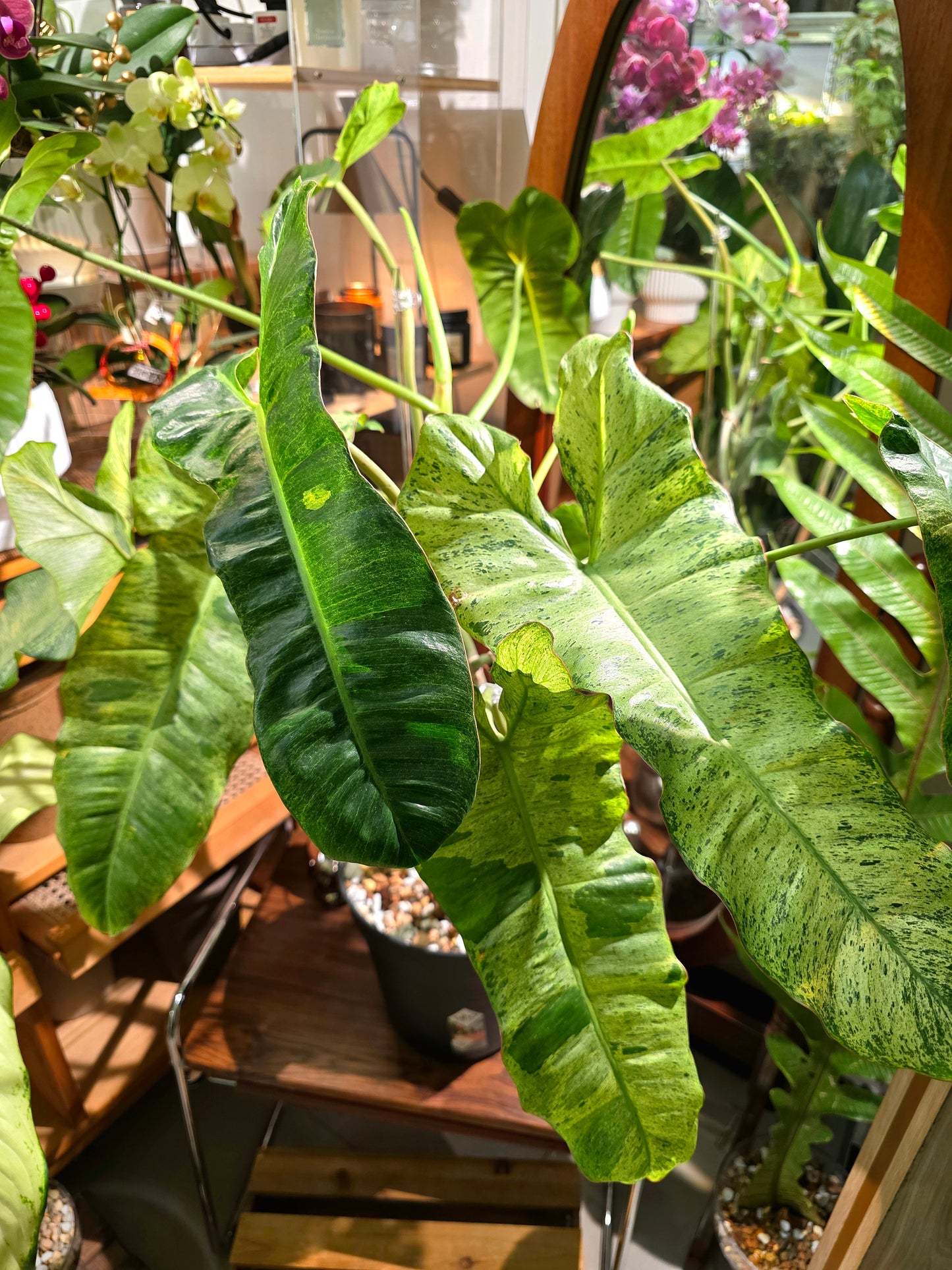 Philodendron Paraiso Verde 綠天堂蔓綠絨