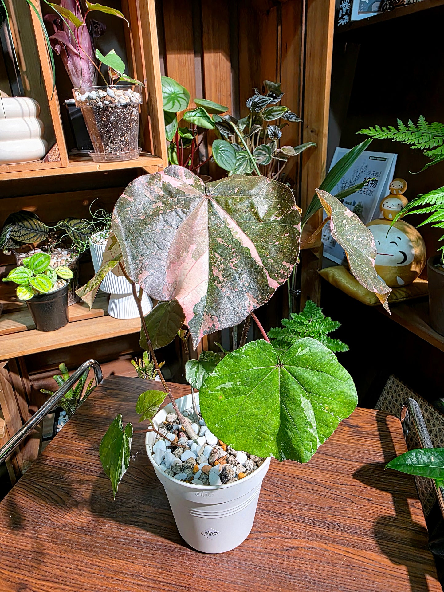 Hibiscus tiliaceus tricolor 花葉黃槿
