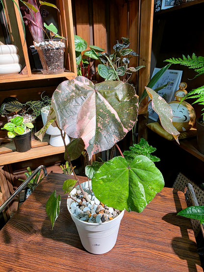 Hibiscus tiliaceus tricolor 花葉黃槿