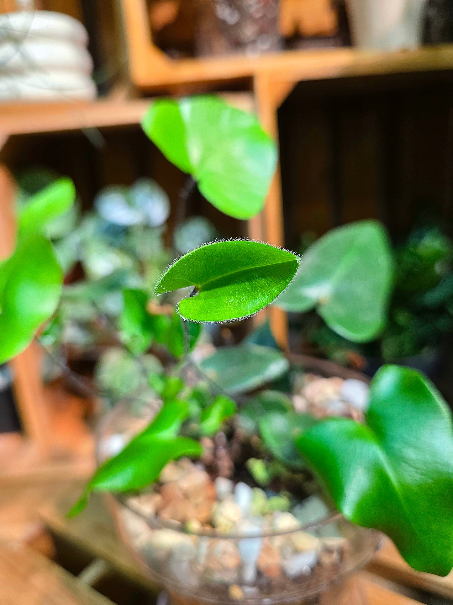 Heart-leaf Fern