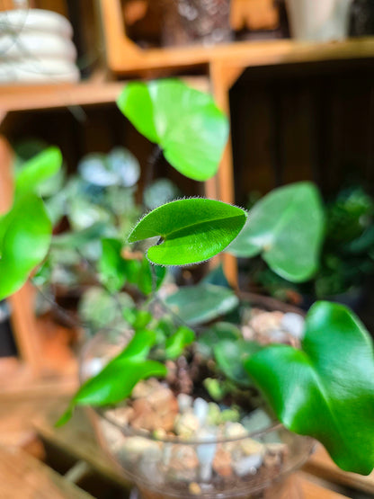Heart-leaf Fern