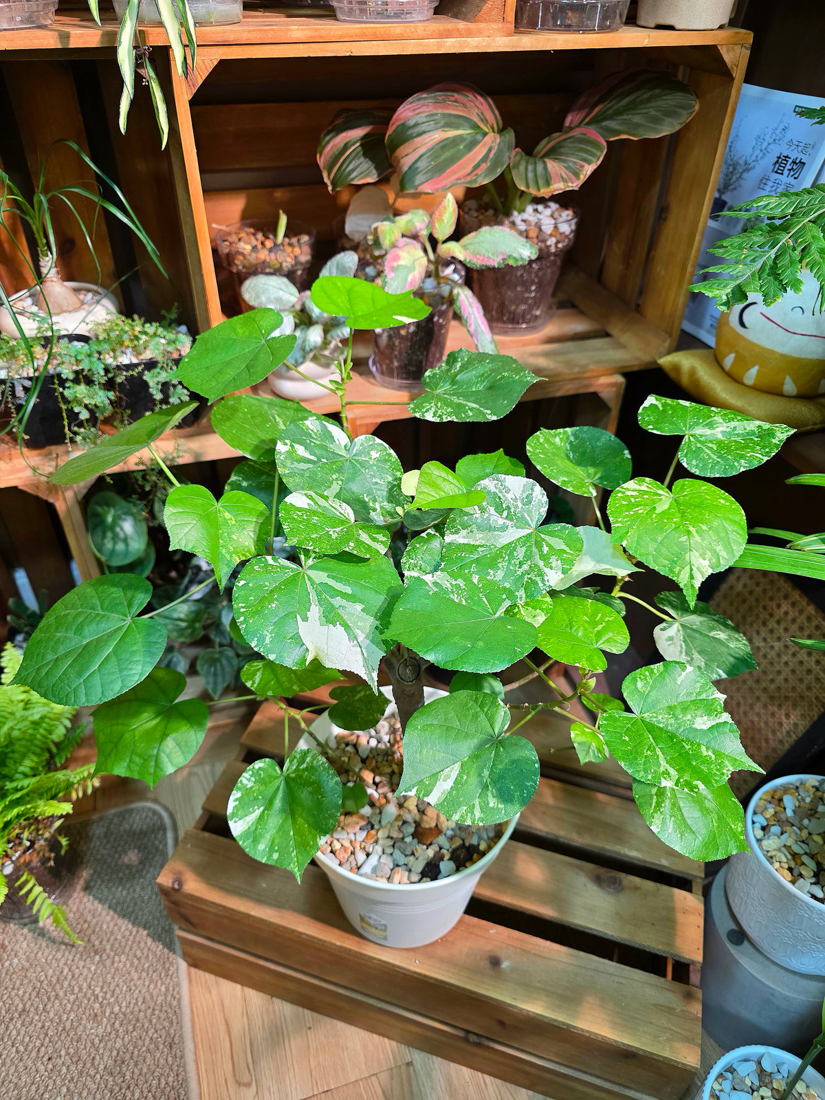 Hibiscus tiliaceus Tricolor 花葉黃槿
