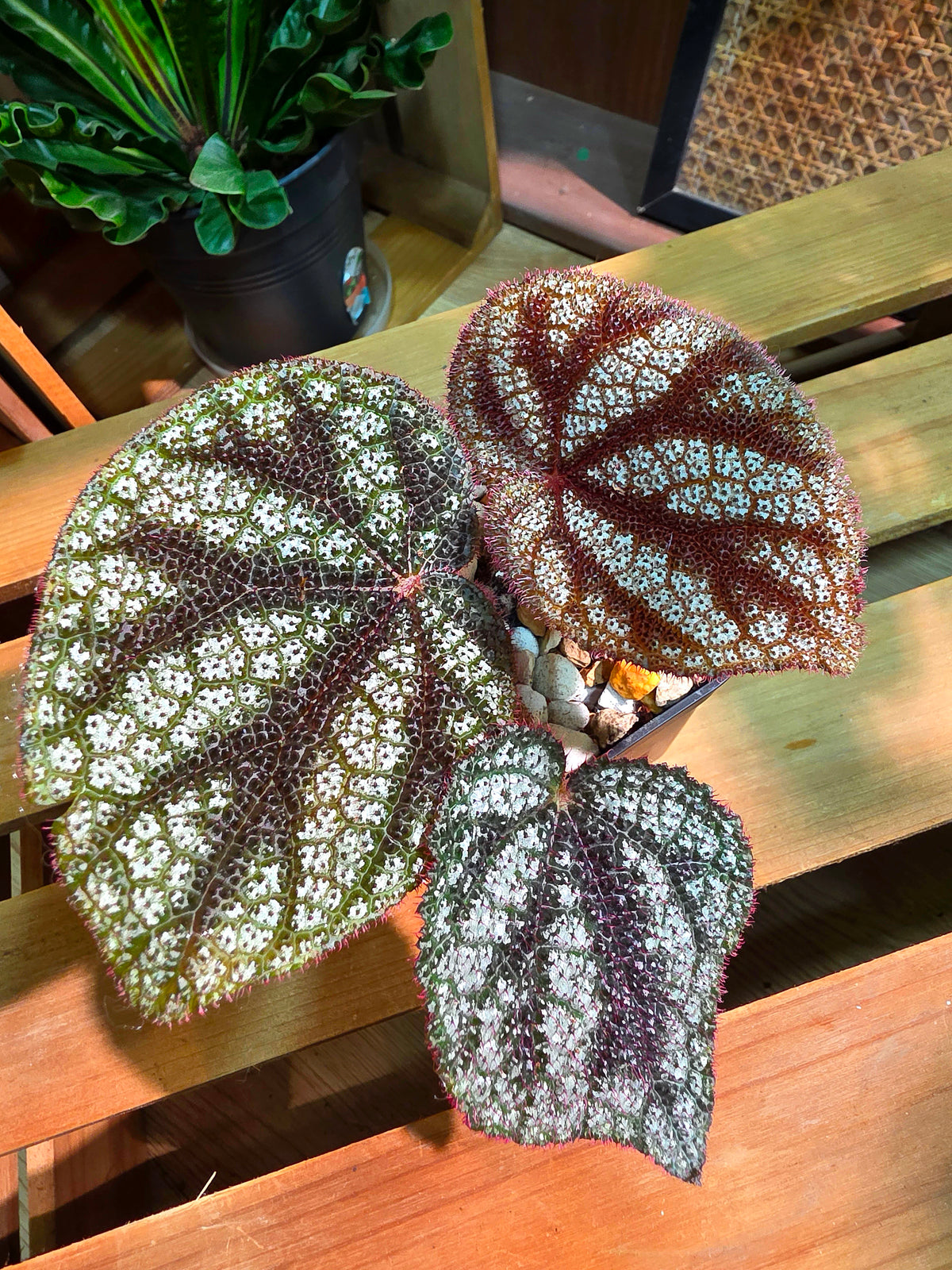 Begonia masoniana diamond 鑽石鐵十字秋海棠