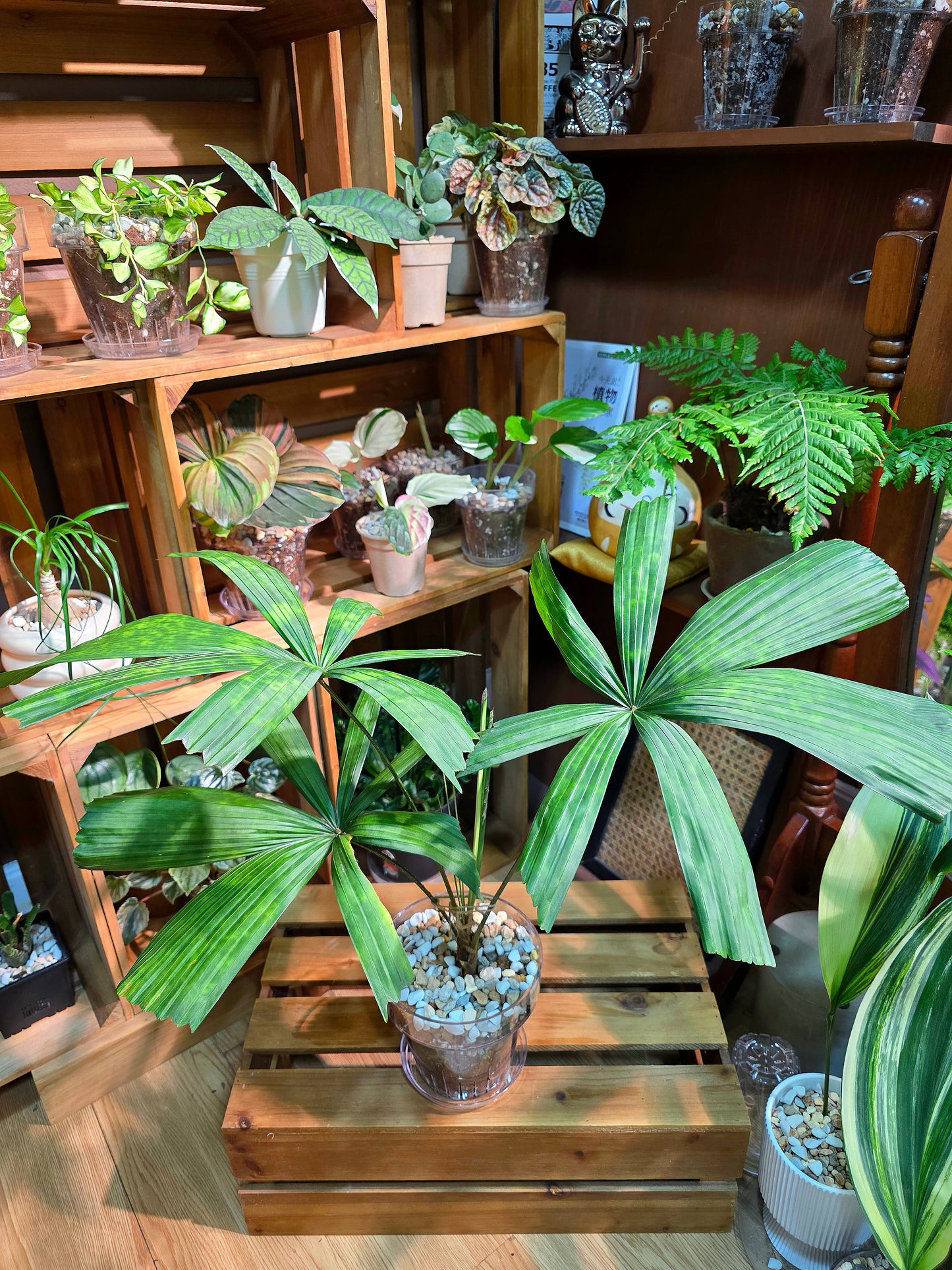 Licuala mattanensis Mapu 花斑刺棕櫚