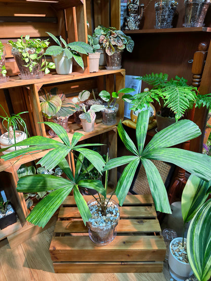 Licuala mattanensis Mapu 花斑刺棕櫚