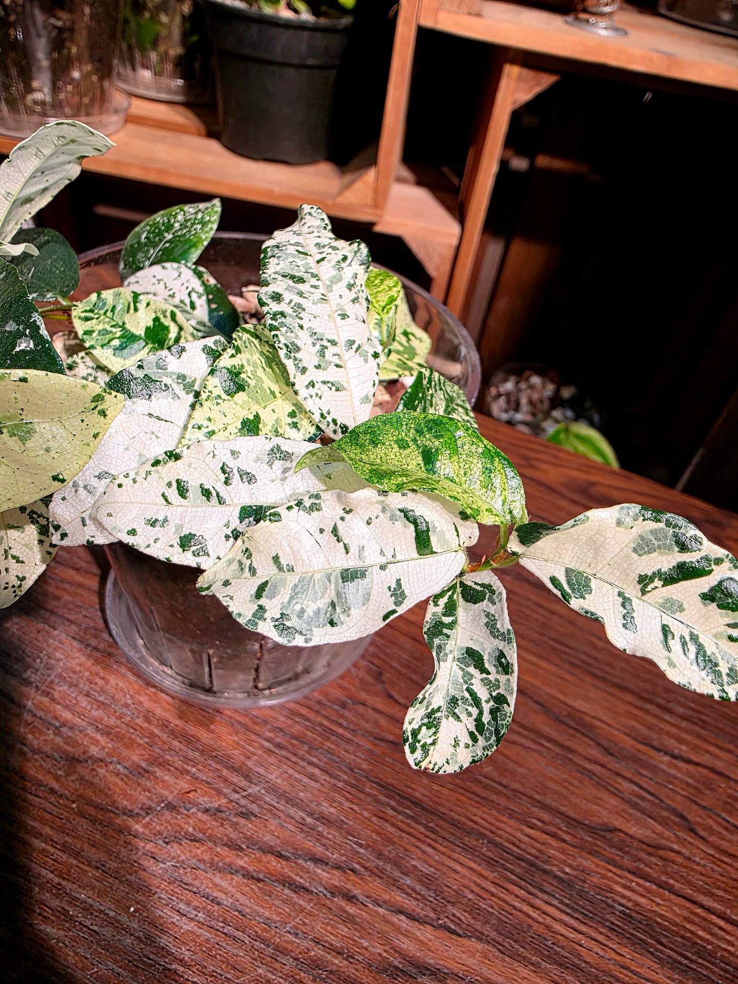 Ficus punctata variegated 馬賽克榕