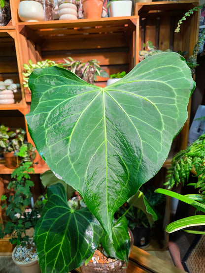 Anthurium Delta Force