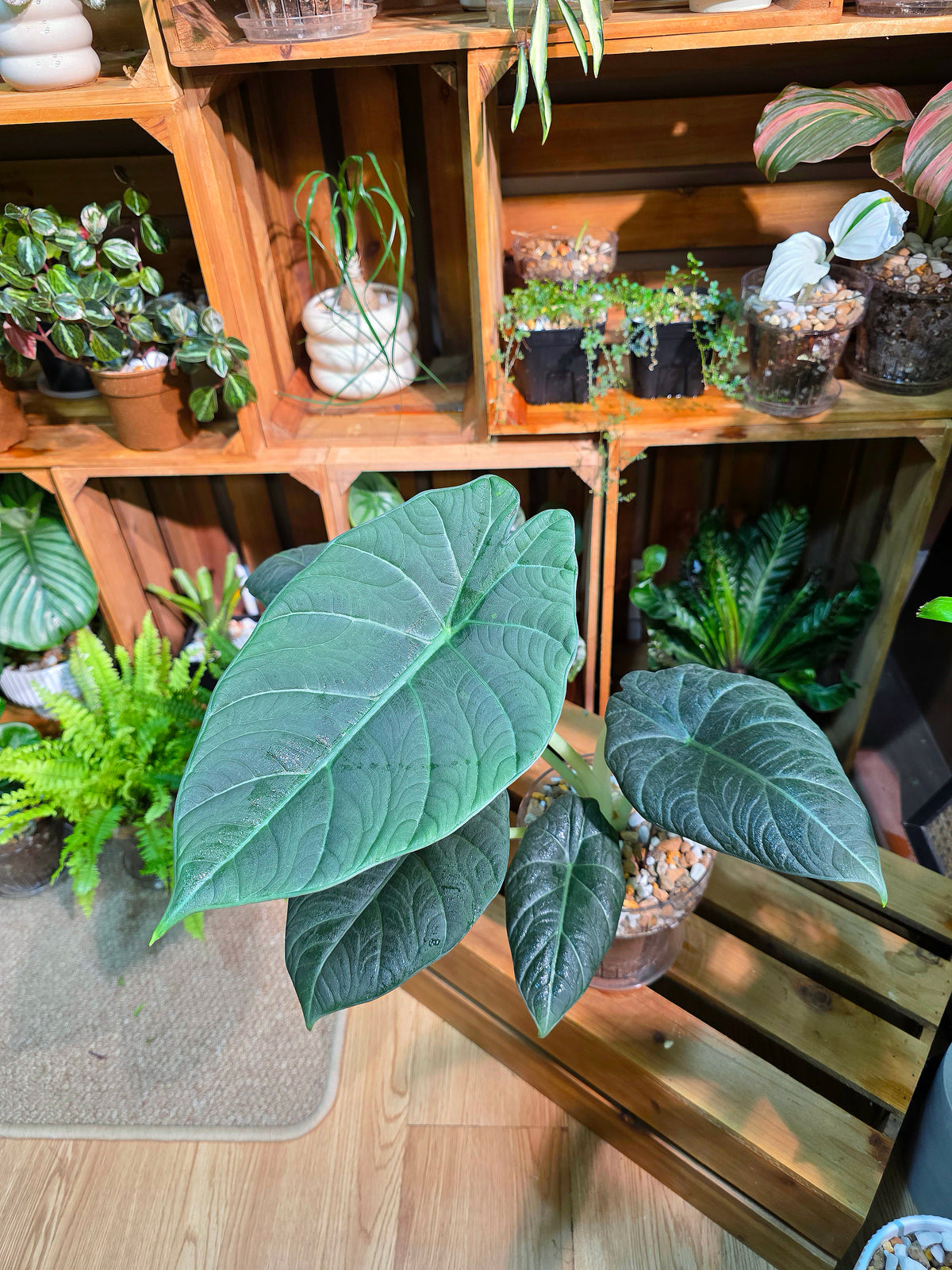 Alocasia maharani 灰龍海芋
