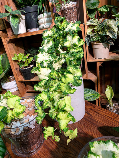 Hedera helix moonlight 雙株版月光燈常春藤