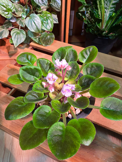 Streptocarpus ionqnthus 非洲紫羅蘭 - AM宸跡