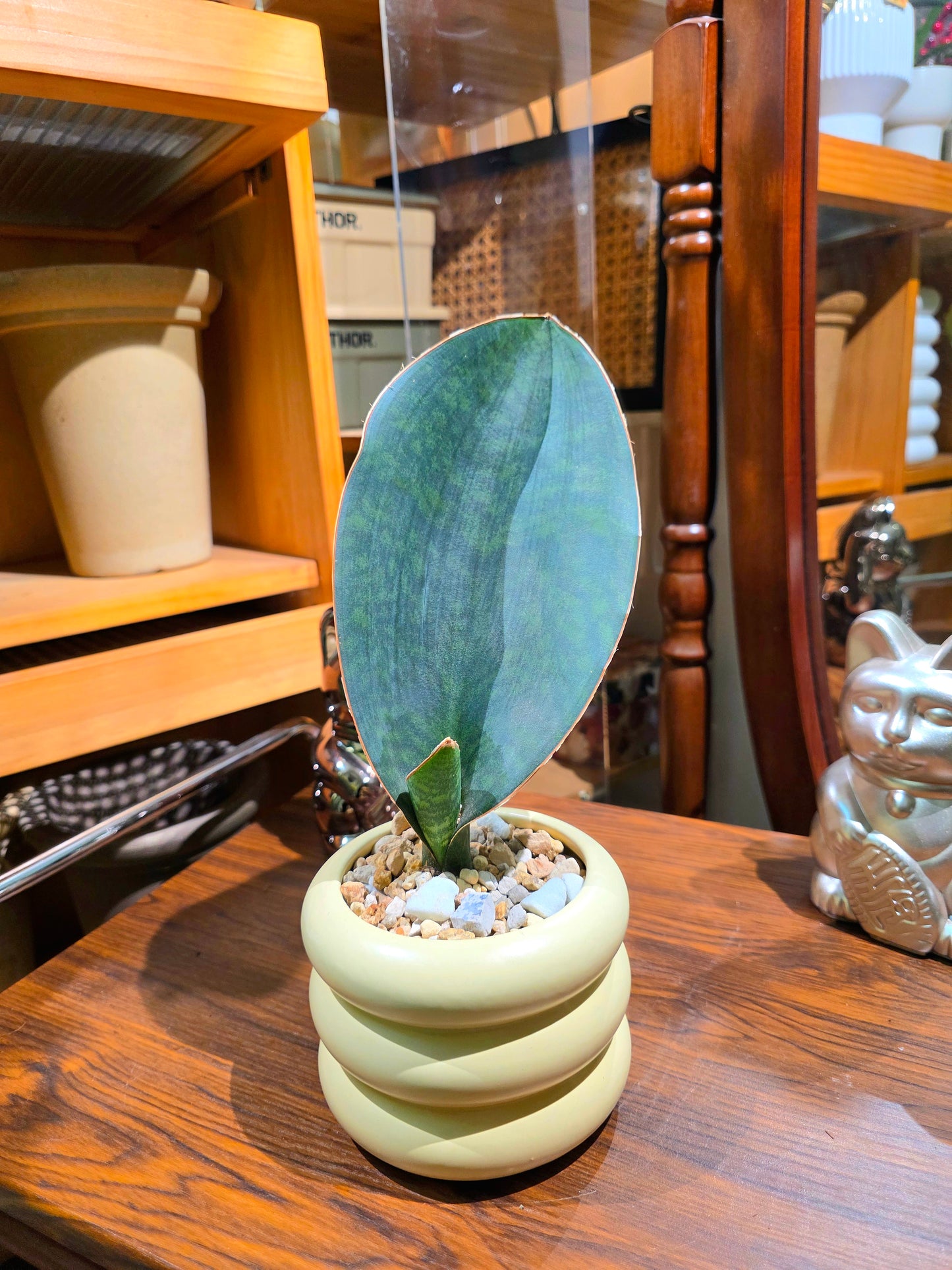 Sansevieria Masoniana 寶扇虎尾蘭