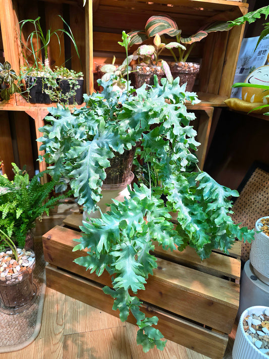 Phlebodium aureum 'Davana' Crested Blue Star Fern