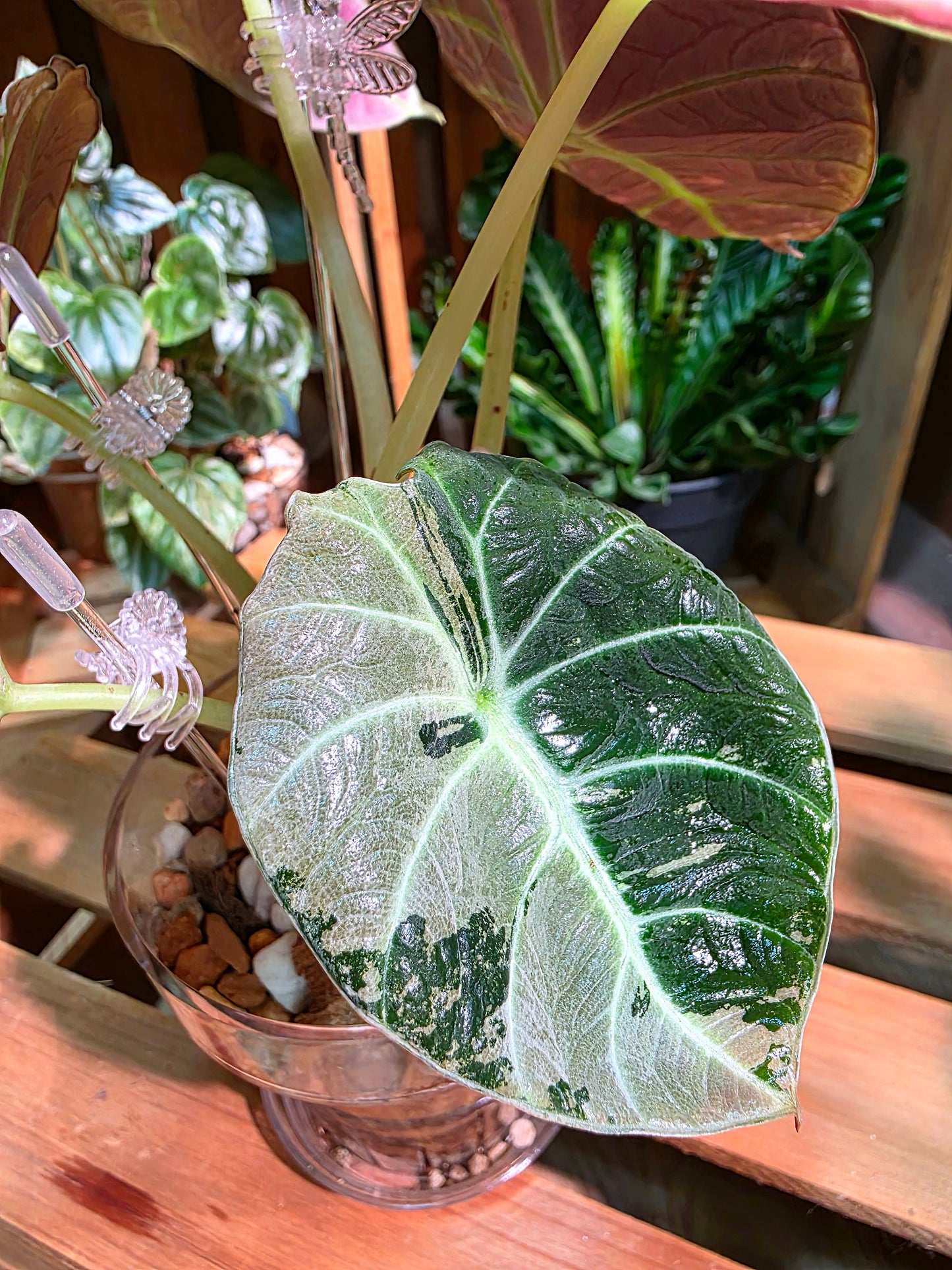 Alocasia Black Velvet Variegated Pink