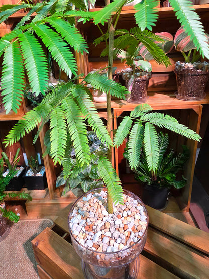 Cojoba arborea (small bean tree)