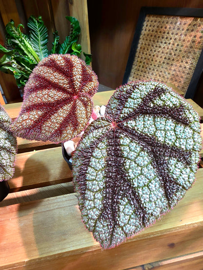 Begonia masoniana diamond 鑽石鐵十字秋海棠