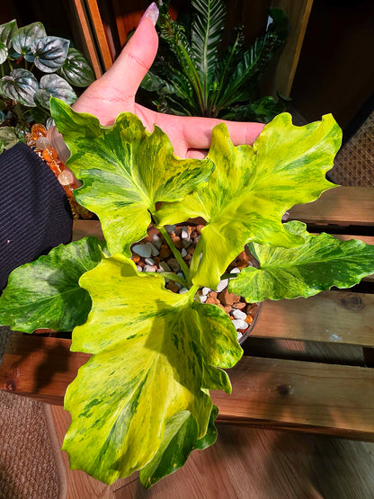 Philodendron selloum variegated 斑葉春雨蔓綠絨