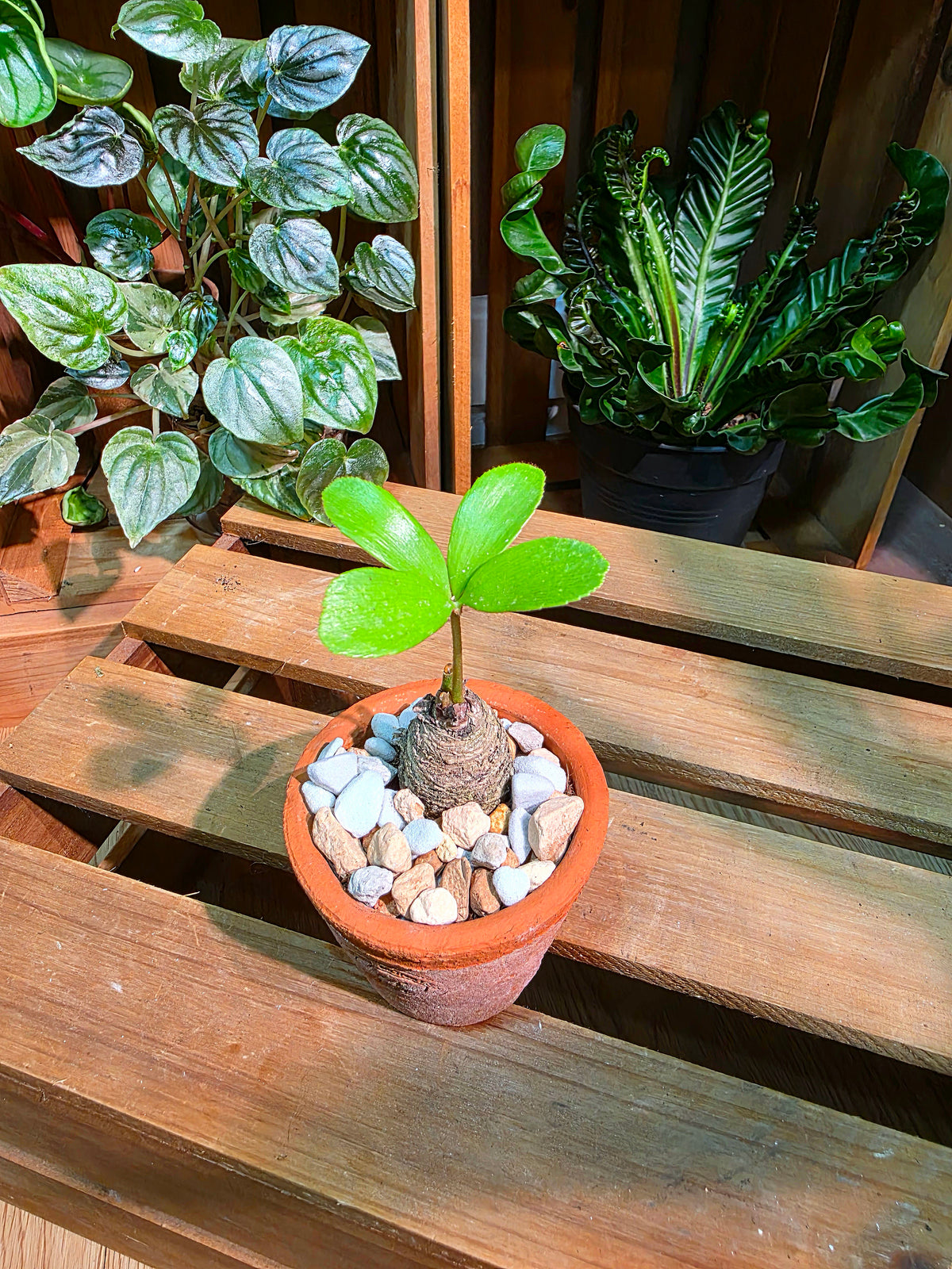 Zamia furfuracea 幸運鐵