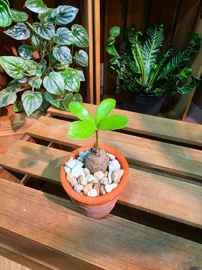 Zamia furfuracea 幸運鐵