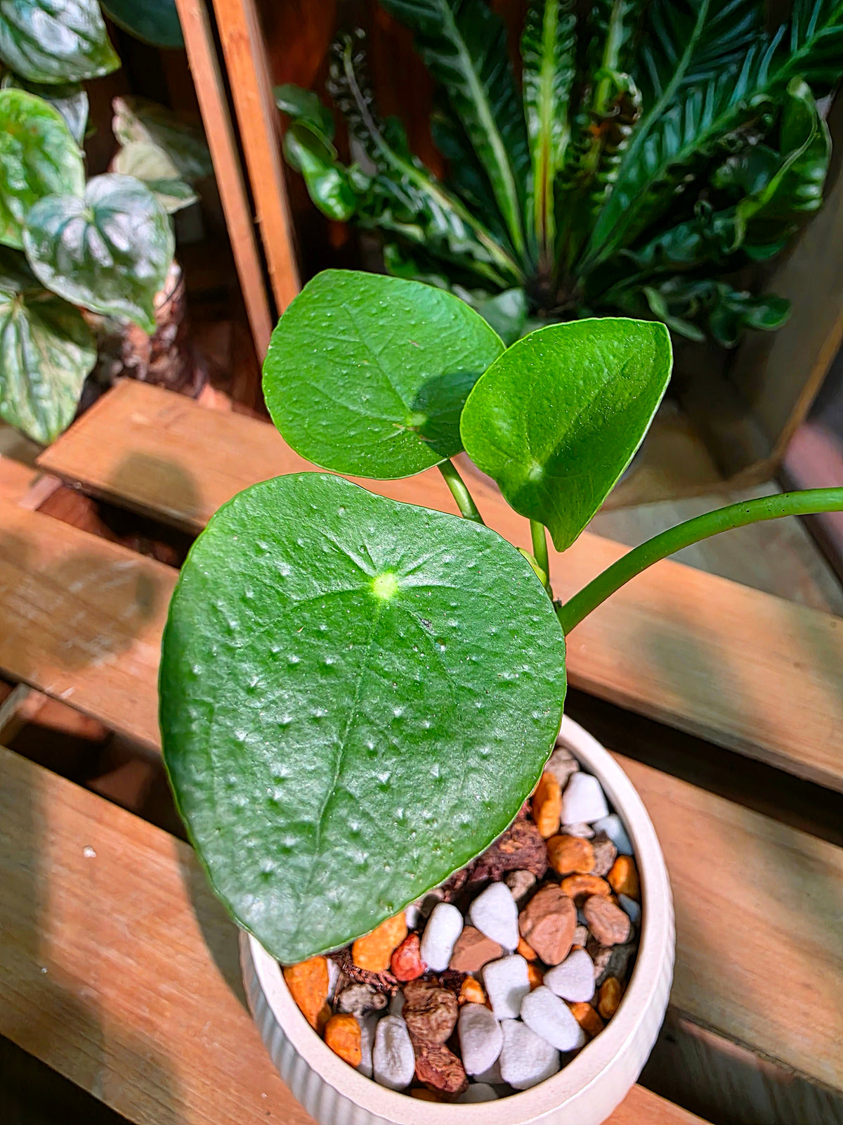 Pilea peperomioides 鏡面草