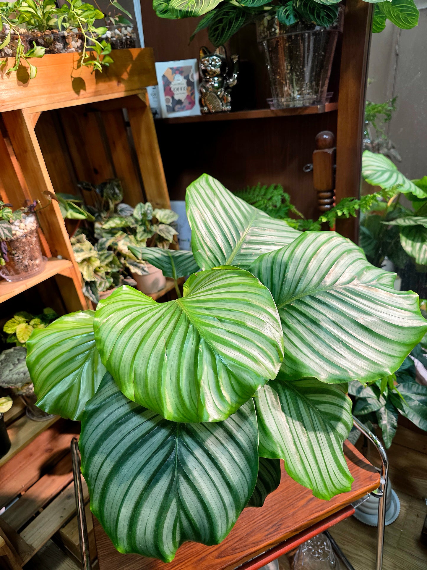 Calathea orbifolia 青蘋果竹芋
