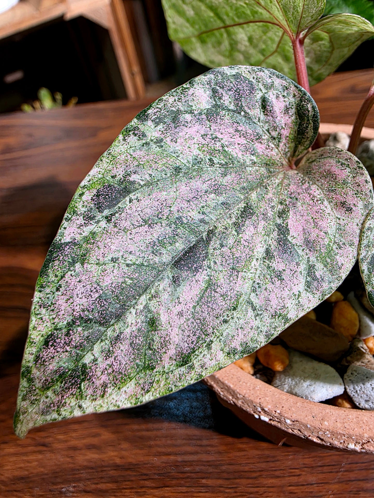 Piper sylvaticum pink variegated 粉錦水晶胡椒