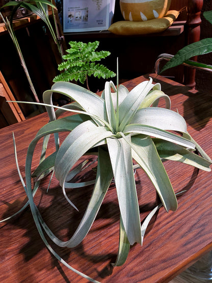 Tillandsia xerographica 霸王空氣鳳梨