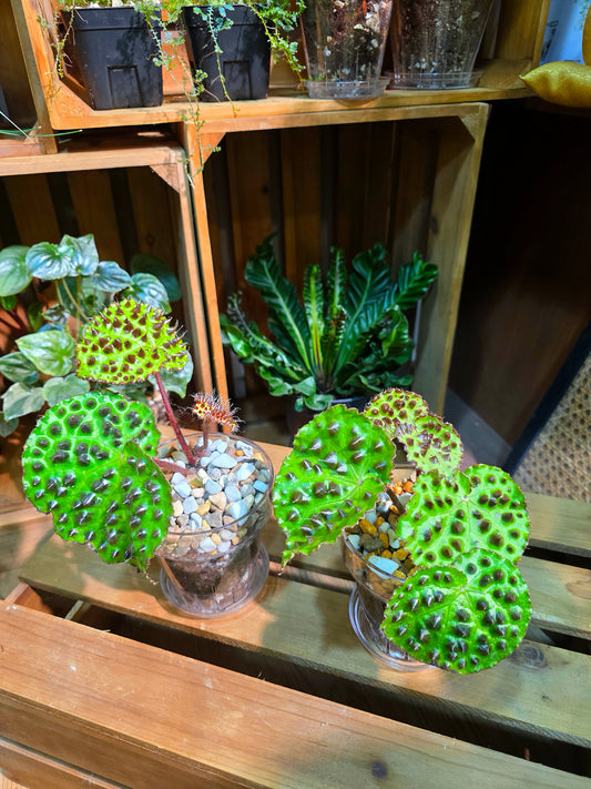 Begonia melanobullata 黑泡秋海棠