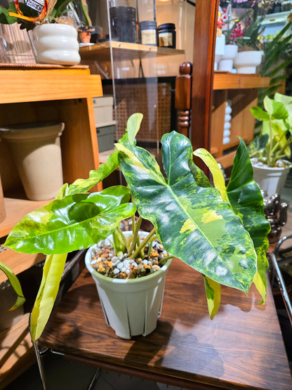 Philodendron burle marx variegated 斑葉獨角獸蔓綠絨