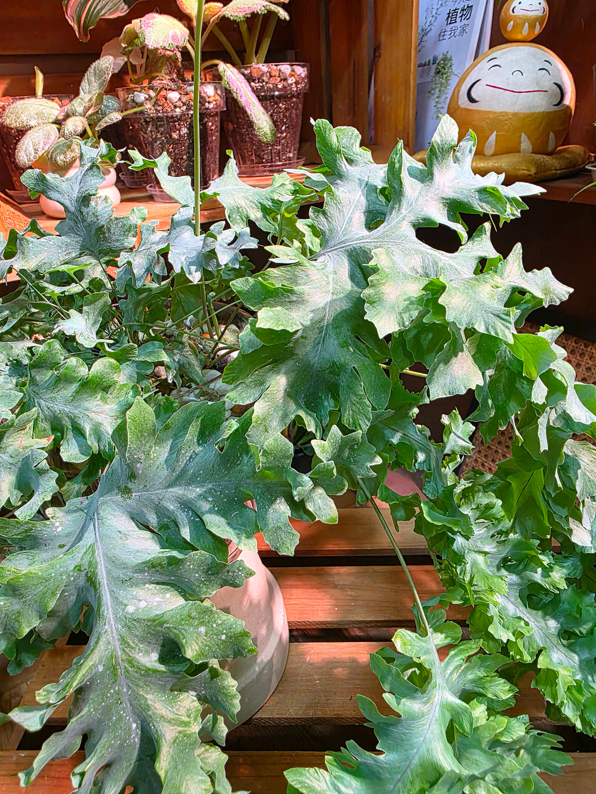 Phlebodium aureum 'Davana' Crested Blue Star Fern