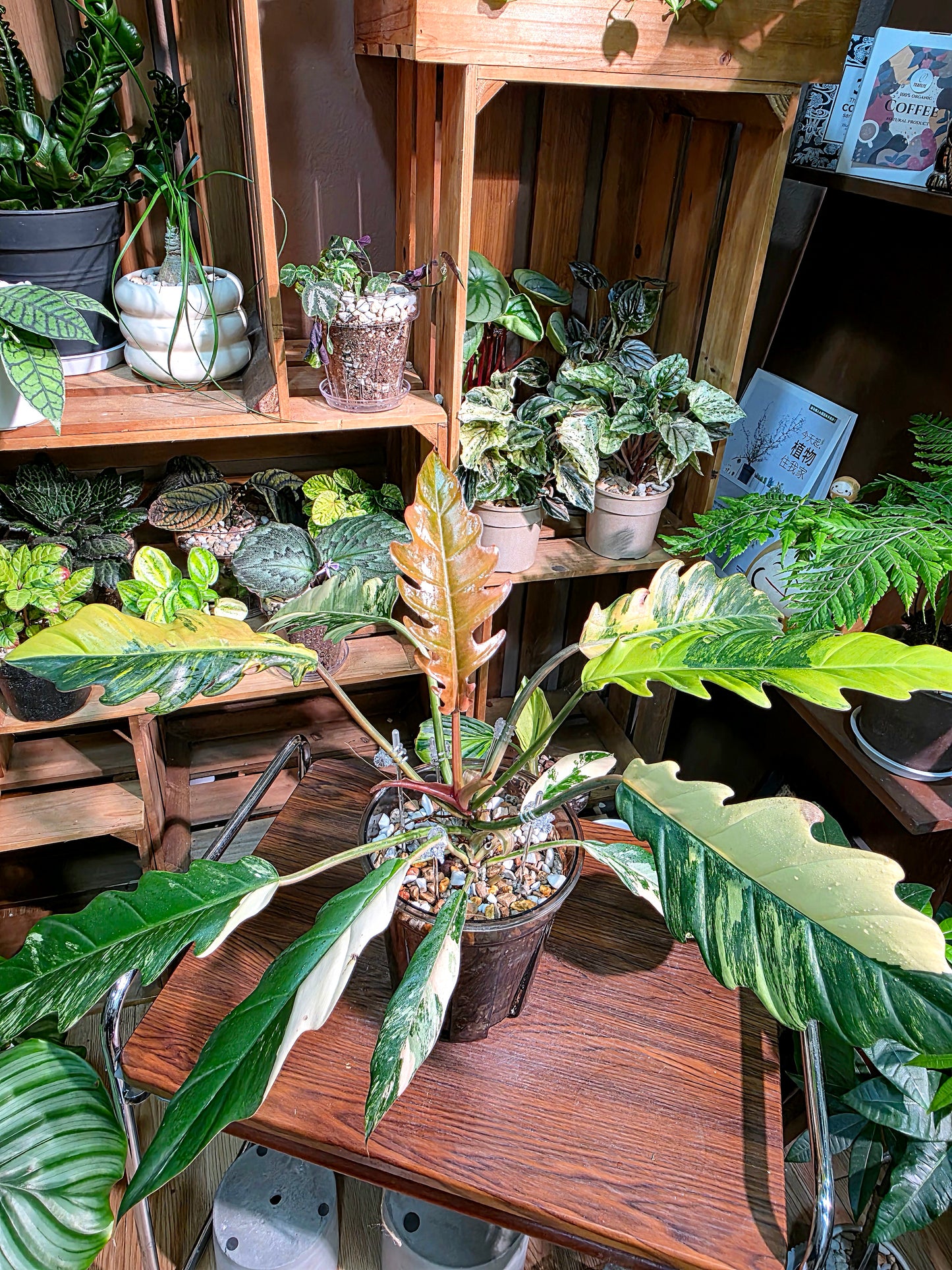 Philodendron caramel marble variegated 焦糖大理石蔓綠絨