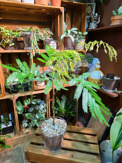 Cojoba arborea (small bean tree)