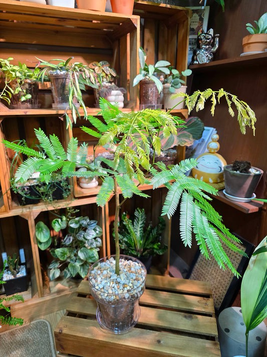 Cojoba arborea (small bean tree)