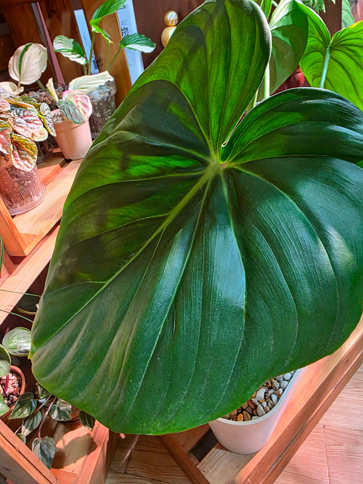 Philodendron McDowell