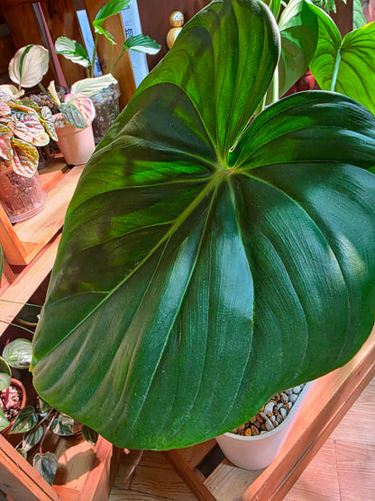 Philodendron McDowell