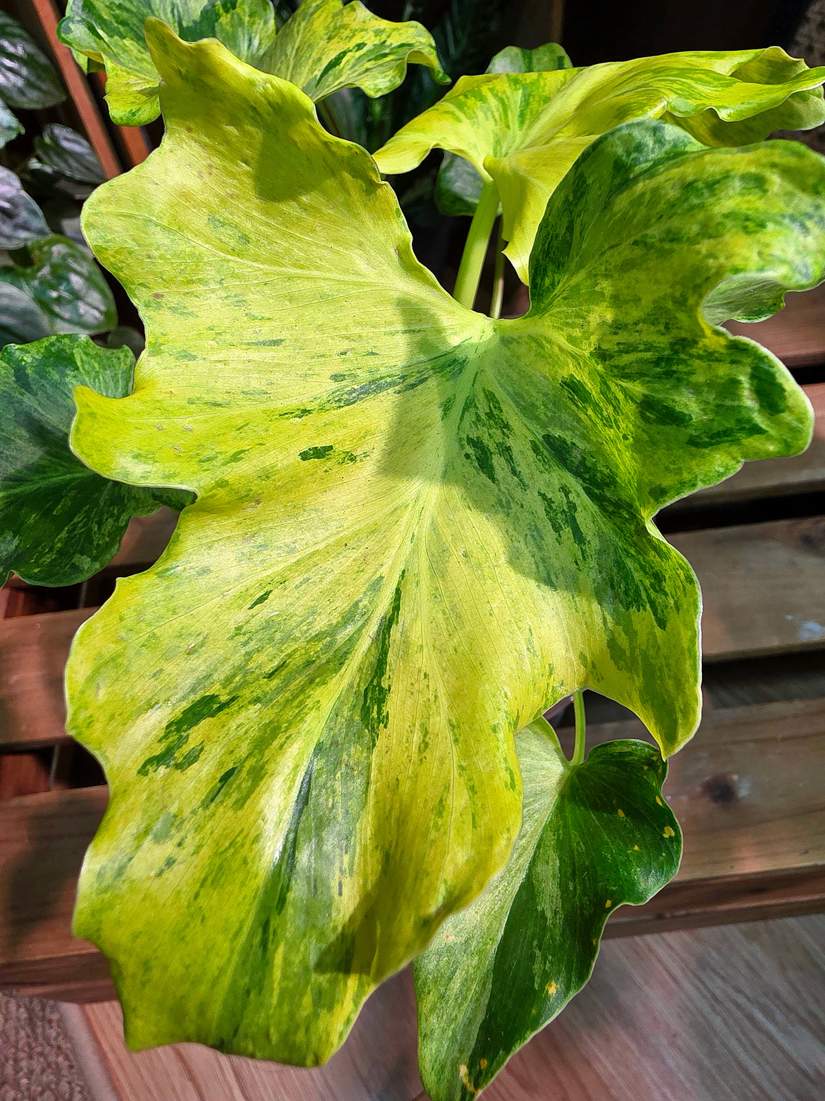 Philodendron selloum variegated 斑葉春雨蔓綠絨