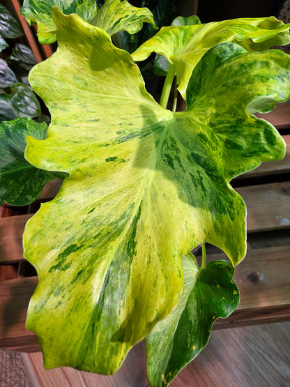 Philodendron selloum variegated 斑葉春雨蔓綠絨