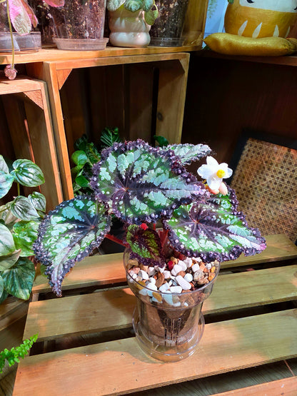 Begonia Fairytale