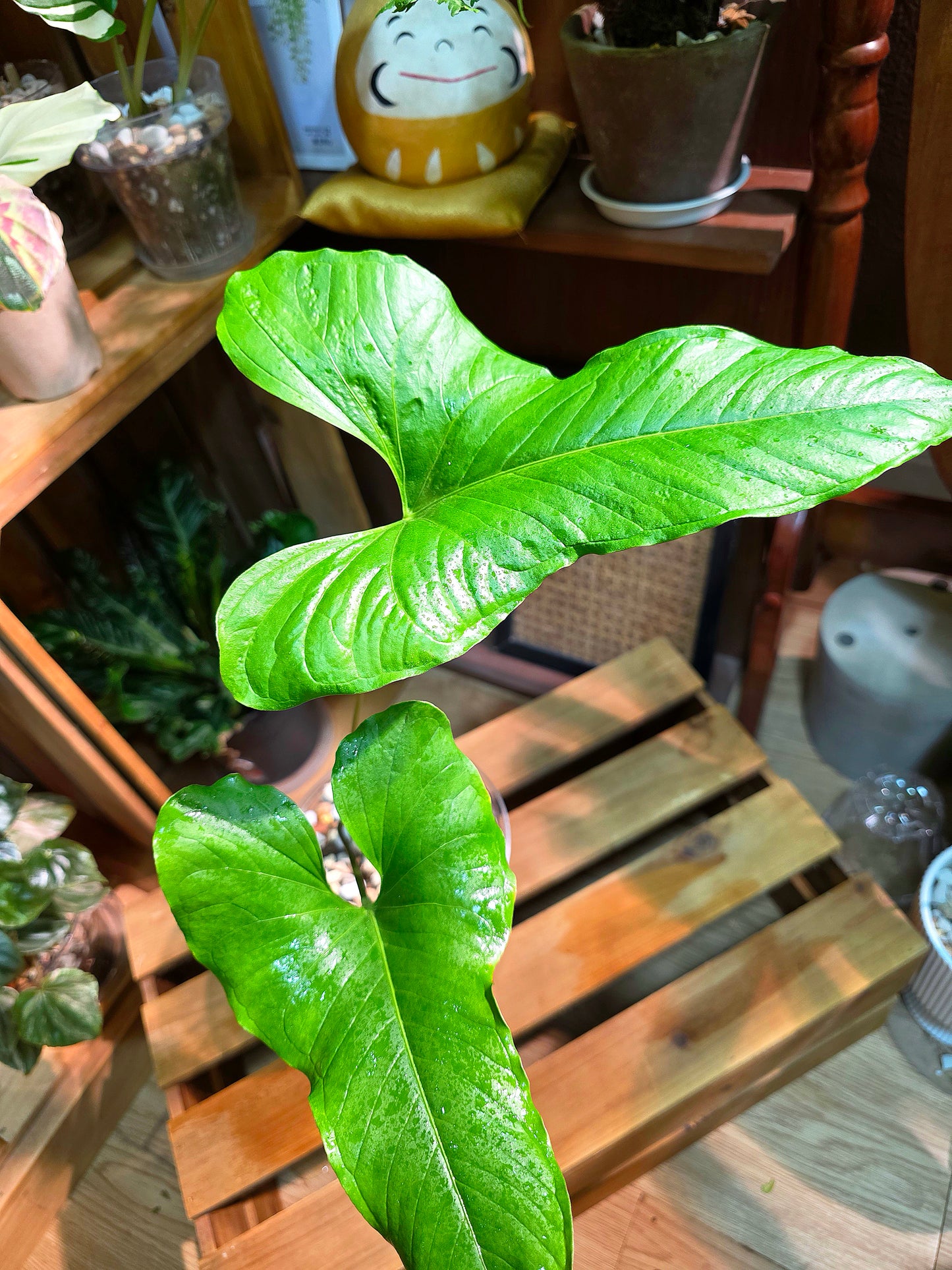 Anthurium draconopterum 龍形花燭