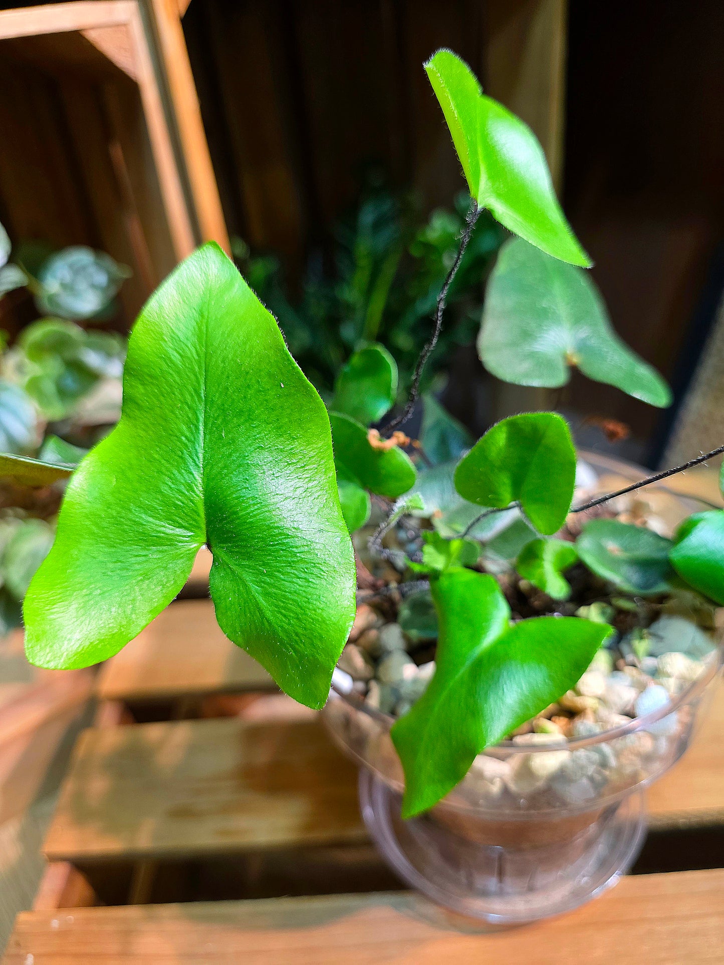 Heart-leaf Fern