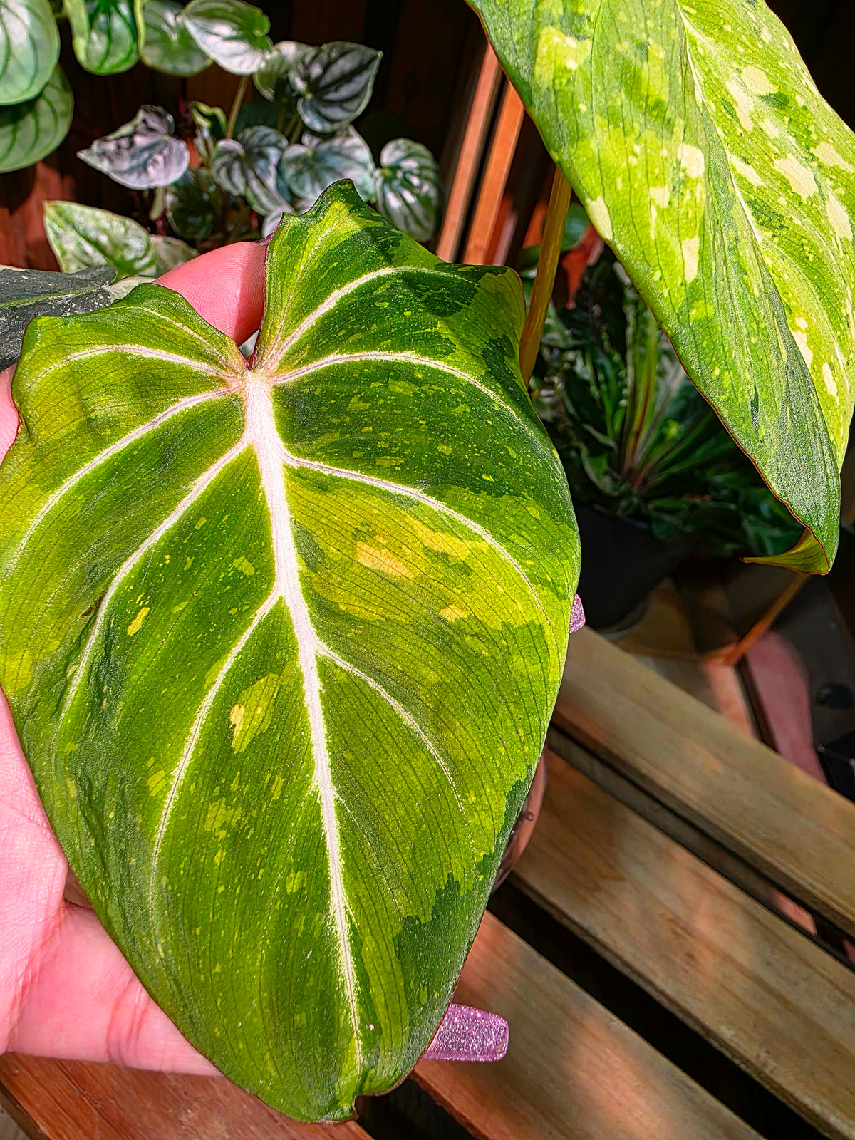 Philodendron gloriosum variegated
