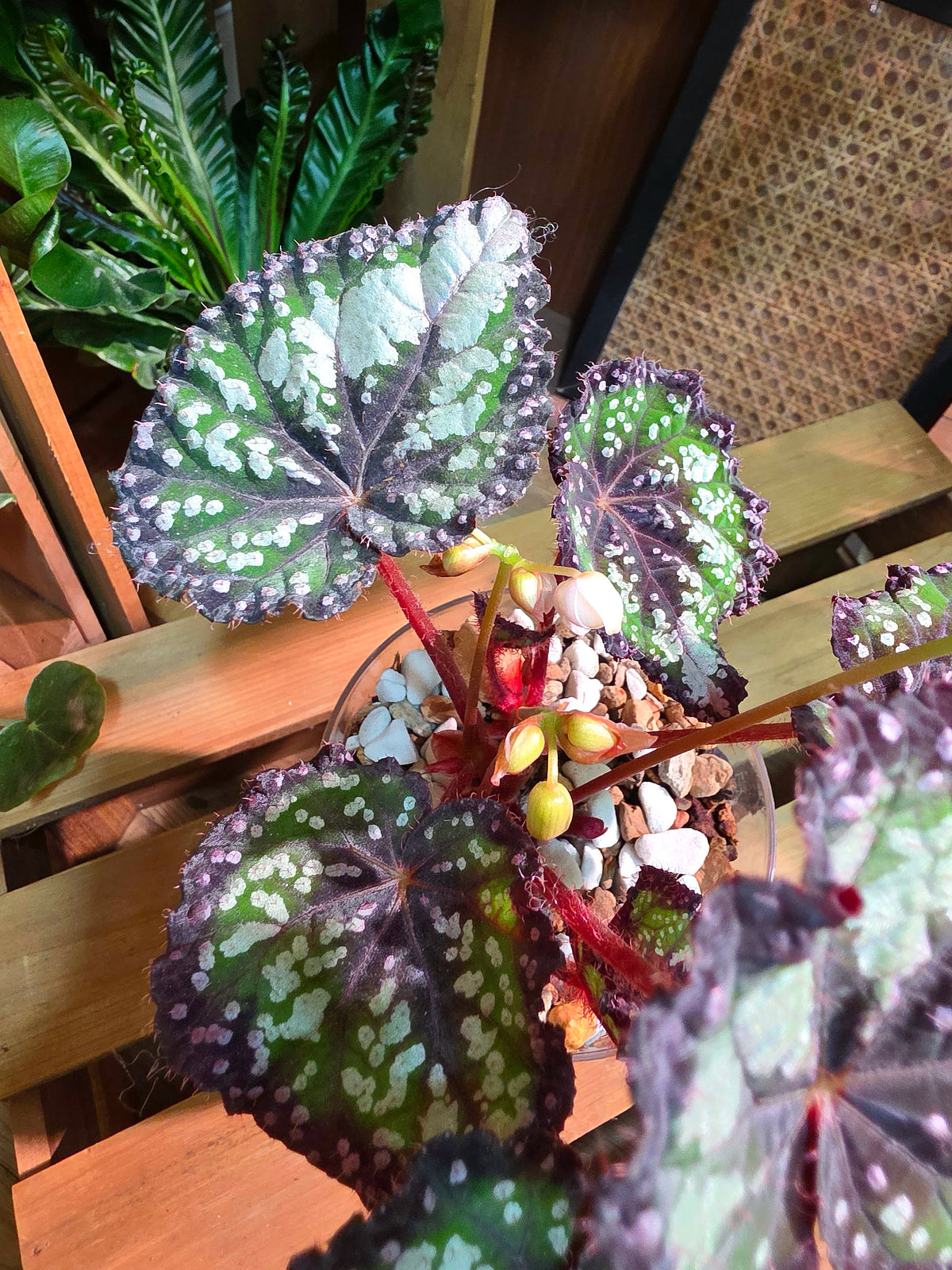 Begonia Fairytale